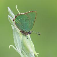 Green Hairstreak 10 